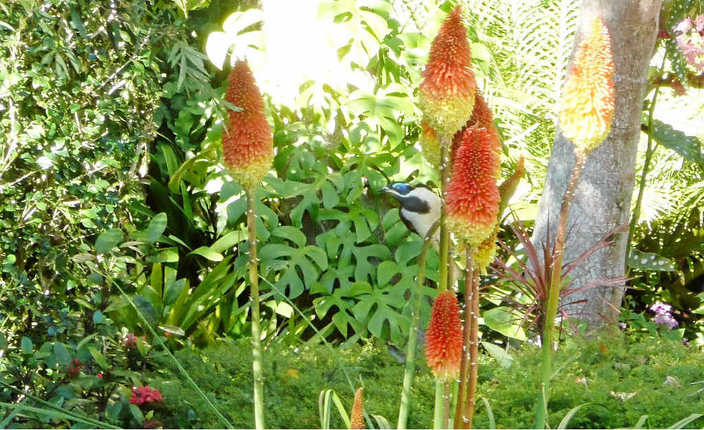 FIERY SHOW: Kniphofias, above, make a great display. FIERY SHOW: Kniphofias, above, make a great display.